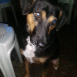 Reniel