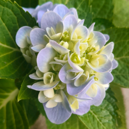 aaa